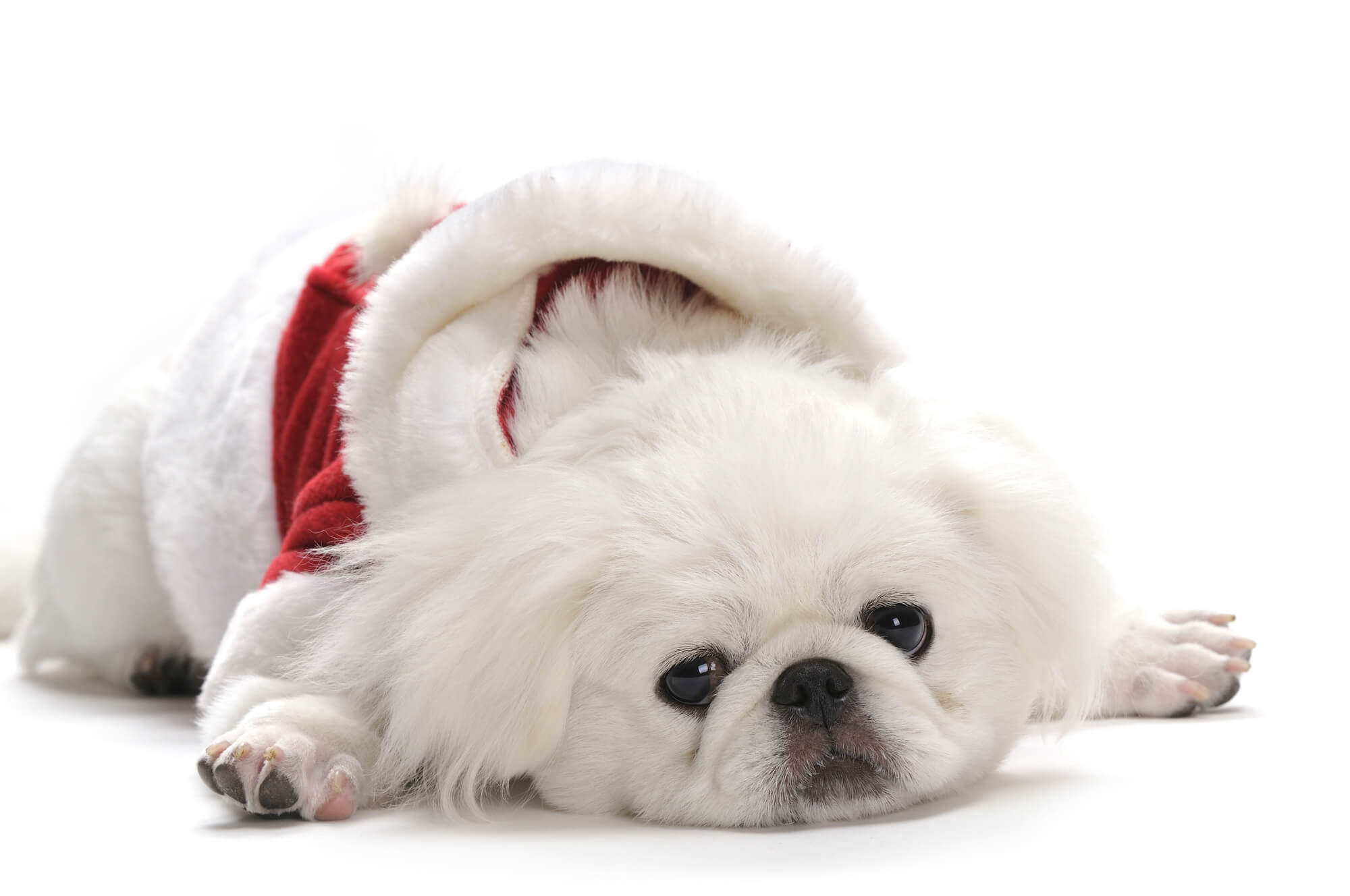 ペキニーズあるある：知っていれば後悔しない行動と対応